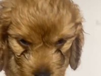 Maltipoo yavrular