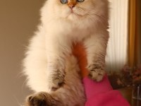 Full Şecereli Dişi British Longhair