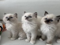 Safkan Scrli Anne-Babadan Ragdoll Yavrular