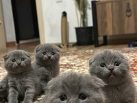 Dişi scottish fold yavrumuz sahiplendirilecektir 2 aylık