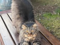 NORVEÇ ORMAN KEDİSİ BİR KIZ