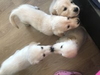 Yavru Golden Retriever Köpeklerimiz