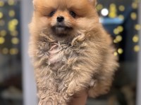 Minicik Pomeranian Boo