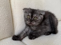 Anne Altından Baykuş Gözlü Scottish Fold Kızımız Oyuncu