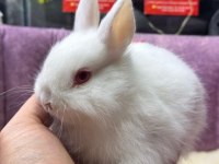 CÜCE NETHERLAND DWARF YAVRU TAVŞANLAR