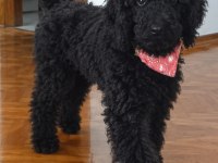 3 AYLIK DEV POODLE (ROYAL POODLE)