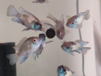 Elektrik Blue Acara (Aequidens Pulcher)