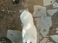 SAFKAN SÜT BEYAZ SİBİRYA KAHVE RENKLİ GÖZ