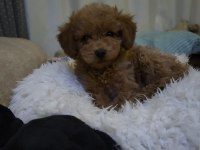 4 aylık dişi toy poodle satılık