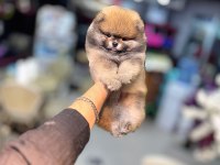Yurt dışı giriş Konya içi elden teslim pomeranian yavrular
