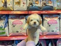 A Kalite Maltipoo Yavrusu 0 Beden