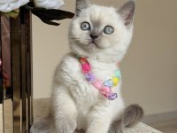 British Shorthair Safkan Bluepoint Yavrular