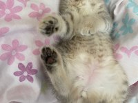 Oyuncu british shorthair kızlar kaliteli yavrular