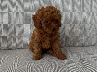 Orijinal toy poodle bebekleri