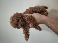 3 Aylik Toy Poodle