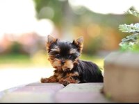 Petmode köpek çiftliğinden tea cup yorkshire terrier