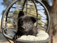Muhteşem alman çoban köpeği yavrularımız