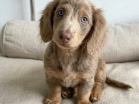 GÖZ KAMAŞTIRAN NADİR BULUNAN ISABELLA DACHSHUND LONGHAİR