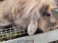 Hollanda Lop anaç dişi tavşan