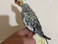 48 günlük full evcil PEARL SULTAN PAPAĞANI BEBEK