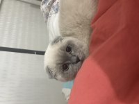 Scottish Blue Point