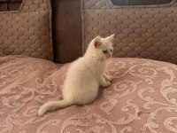 British shorthair 2 aylık yavru