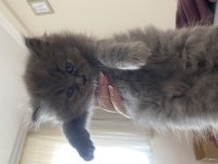 British shorthair yavrularımız yeni yuvalarını bekliyor