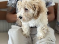Wc eğitimli aşılı pasaportlu maltipoo yavrular