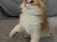 Yakışıklı safkan bir golden british longhair prens