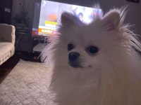 Pomeranian boo yavru köpeğimiz