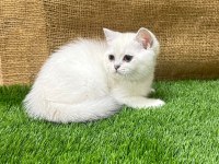4 adet dişi british shorthair yavrumuz yeni yuvasını arıyor