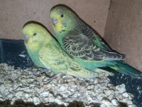 Jumbo Muhabbet Kuşu Yavrular