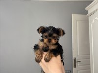 Yorkshire teacup kilo garantili baby face bebeğim