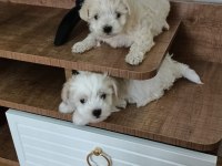 50 günlük maltipoo yavru
