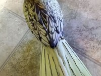 Sultan Papağanlar Bebek ve Damızlık