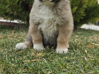Aslan yavrusu dişi ücretsiz köpeğimiz