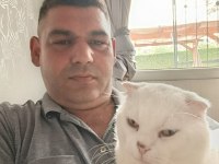 Yetişkin Scottish Kedimiz