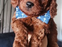 Toy poodle erkek yavrum