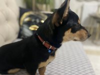 Akıllı sadık Pinscher