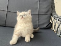 British shorthair yavrular