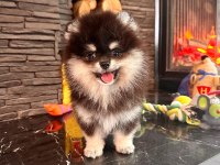Eşsiz Bir Pomeranian İçin Bizi Aramadan Karar Vermeyn