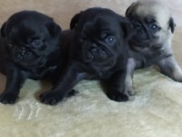 A KALİTEDE BLACK PUG YAVRULARIMIZ