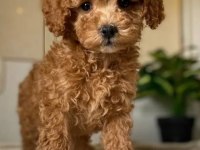Her Eve Şart Poodle