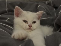 Son yavru british shorthair