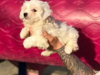 Orjinal minik maltese bebekler