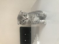 1.5 aylık dişi acil scottish fold