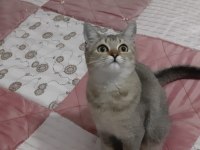Black Golden British Shorthair Fıstık