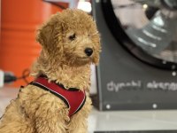 4 AYLIK TUVALET EĞİTİMLİ SEVİMLİ POODLE