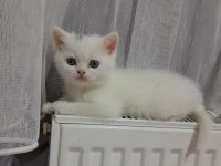 British Shorthair Minnaklarım