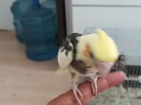 El besleme eğitimli sultan papağanı bebekler